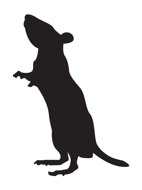 Rodents